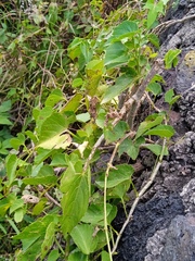 Cissus verticillata