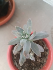 Crassulaceae