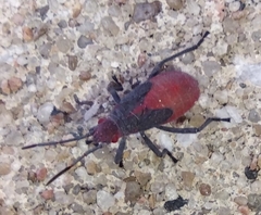Jadera haematoloma