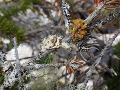 Lobarina scrobiculata