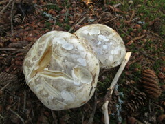 Catathelasma ventricosum