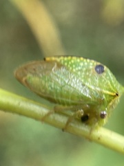 Stictocephala