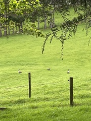 Branta canadensis maxima