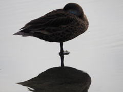 Anas bahamensis galapagensis