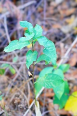 Oemleria cerasiformis