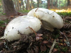 Catathelasma ventricosum