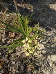 Asclepias asperula