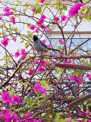 Pycnonotus xanthopygos