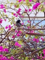 Pycnonotus xanthopygos