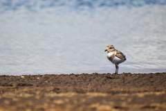 Charadrius falklandicus