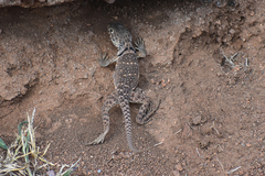 Crotaphytus collaris