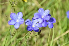Linum narbonense