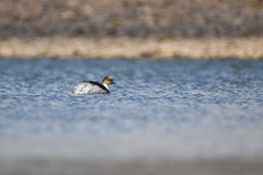 Podiceps occipitalis