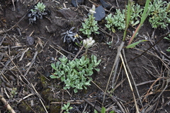 Antennaria parvifolia