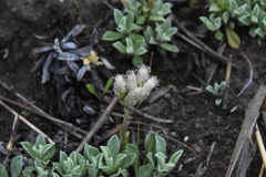 Antennaria parvifolia