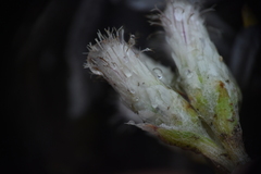 Antennaria parvifolia