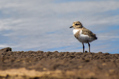 Charadrius falklandicus