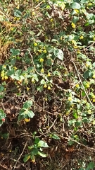 Capsicum rhomboideum