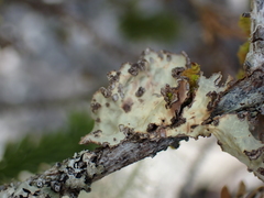 Lobarina scrobiculata