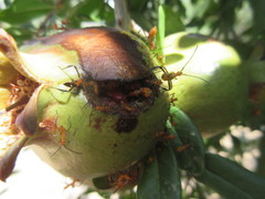 Leptoglossus clypealis