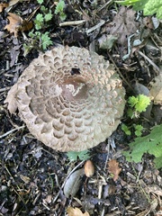 Chlorophyllum