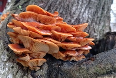 Flammulina velutipes