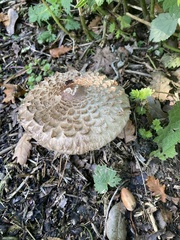 Chlorophyllum