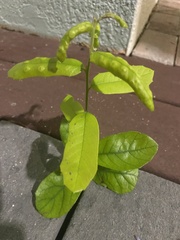 Diaphorina citri