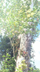 Platanus mexicana