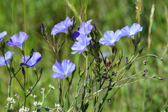 Linum narbonense
