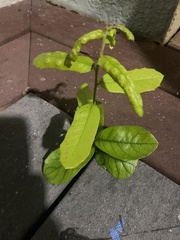 Diaphorina citri