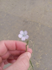 Linum bienne