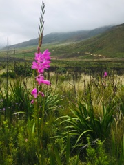 Watsonia borbonica