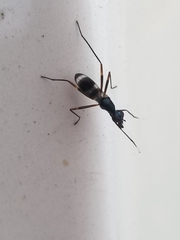 Taeniaptera trivittata