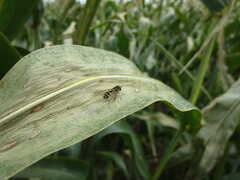Syrphus