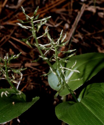 Arizona adder's-mouth orchid (Malaxis abieticola)