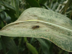 Syrphus