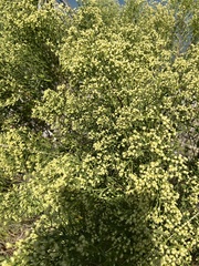 Baccharis halimifolia