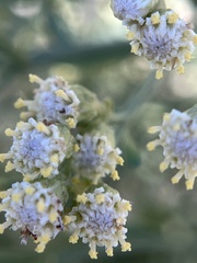 Baccharis halimifolia