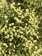 Baccharis halimifolia