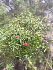 Leptecophylla juniperina