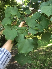 Acer pictum ambiguum