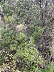 Leptecophylla juniperina