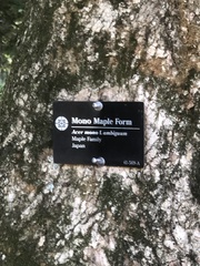 Acer pictum ambiguum