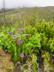 Pseudoselago serrata