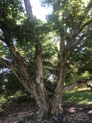 Acer pictum ambiguum