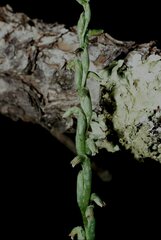 Microthelys rubrocalosa