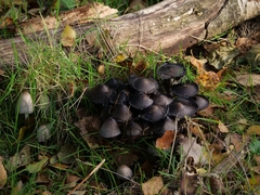 Coprinopsis atramentaria