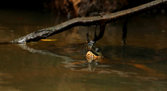 Rhinoclemmys funerea