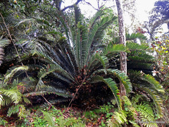 Encephalartos altensteinii